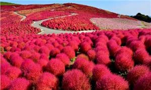 Du Lịch Hokkaido Ngắm Mùa Lá Đỏ Ở Nhật Bản Vào Mùa Thu